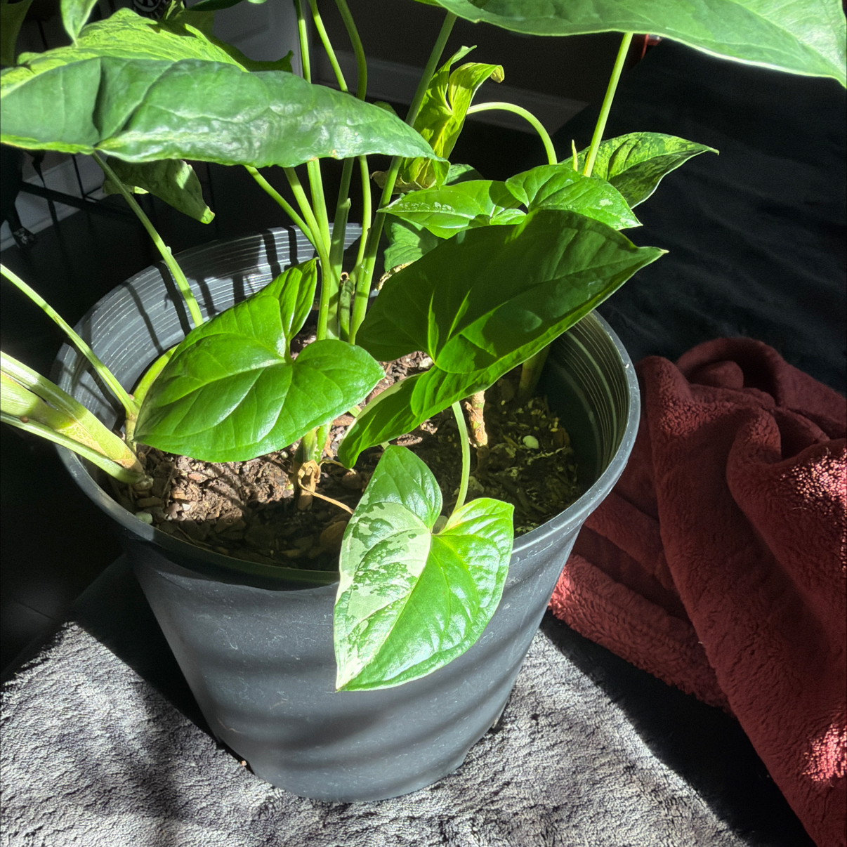 Variegated Arrowhead Vine plant photo by @Aylha named Stella on Greg, the plant care app.