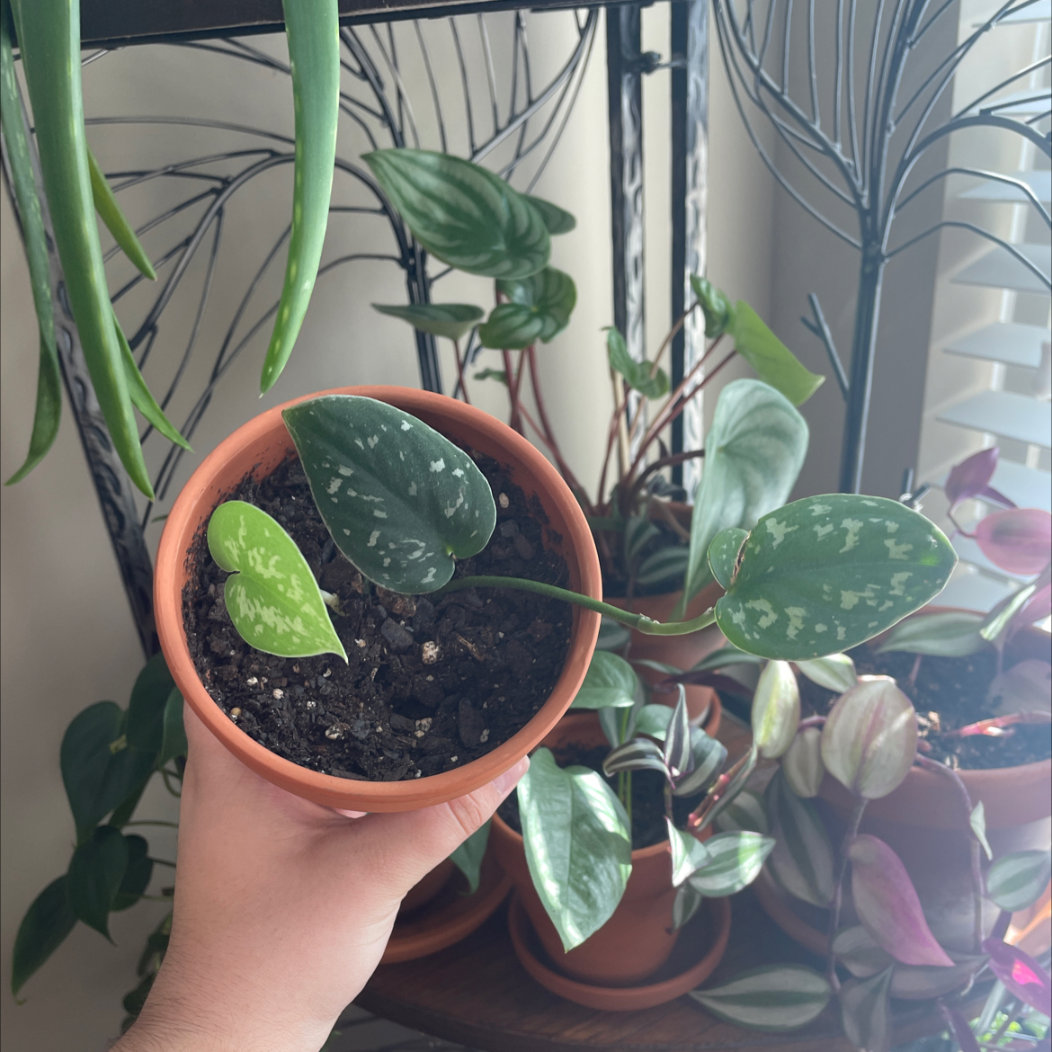 Satin Pothos plant photo by @Aylha named Skquile on Greg, the plant care app.