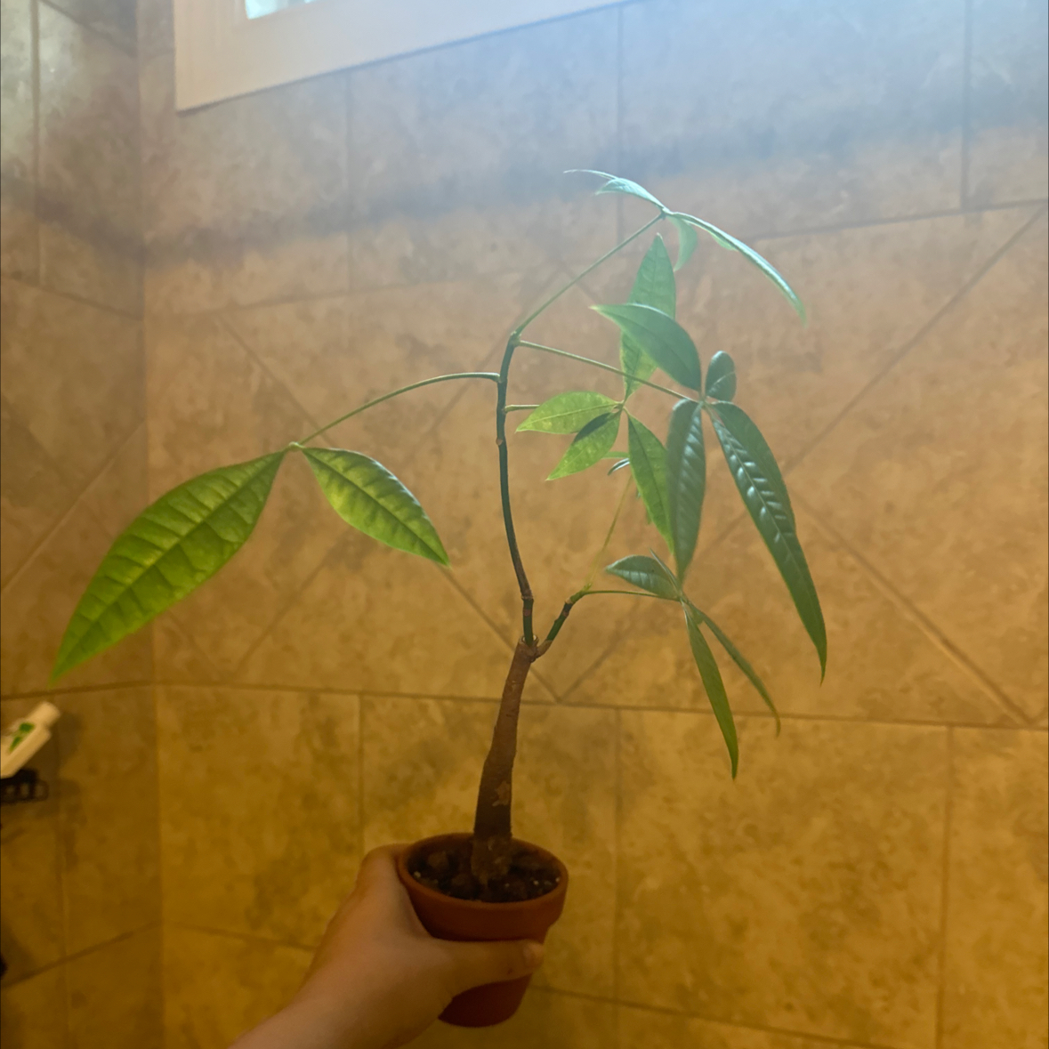 Money Tree plant photo by @Aylha named Ren on Greg, the plant care app.