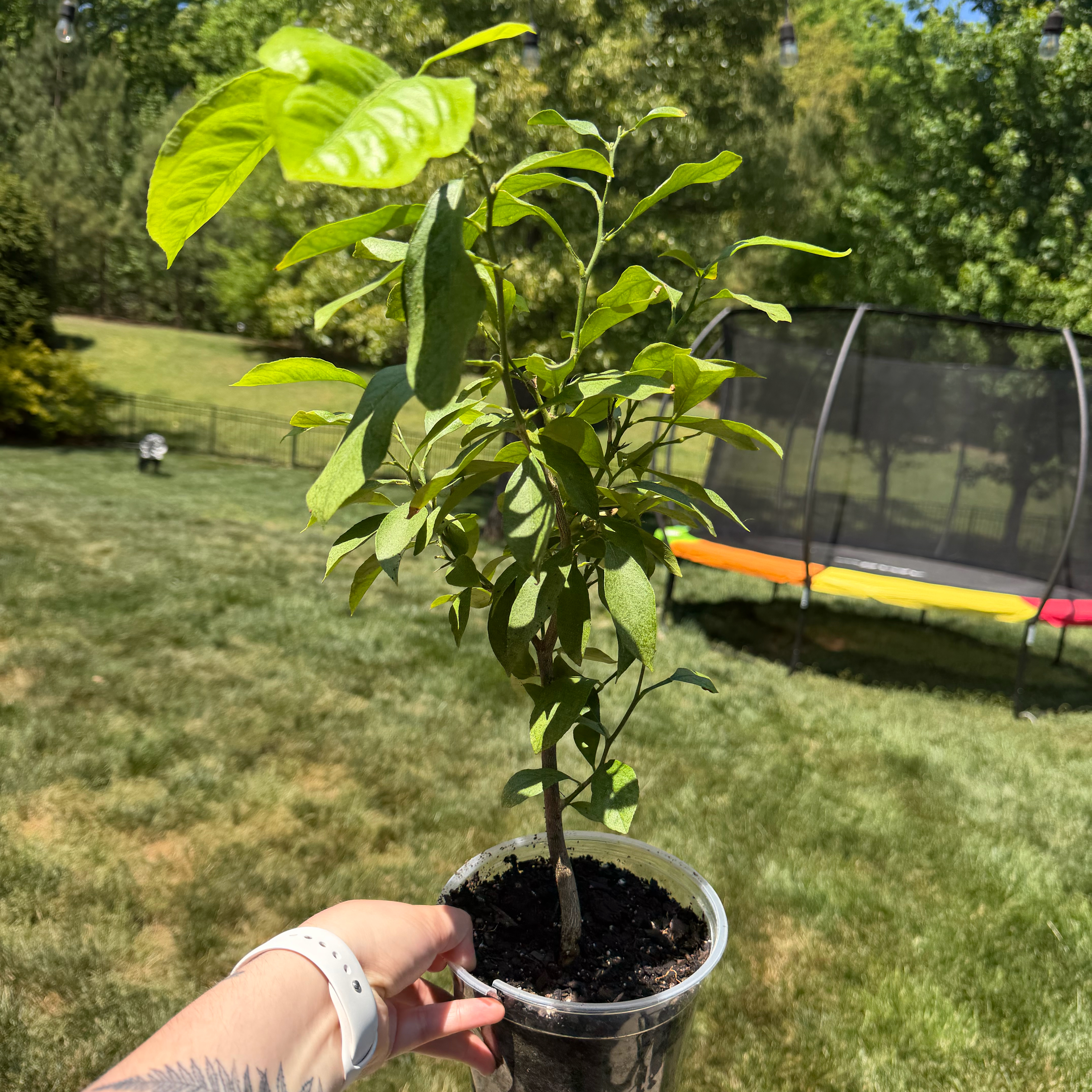 Photo of the plant species Lemon by @Aylha named Ky on Greg, the plant care app
