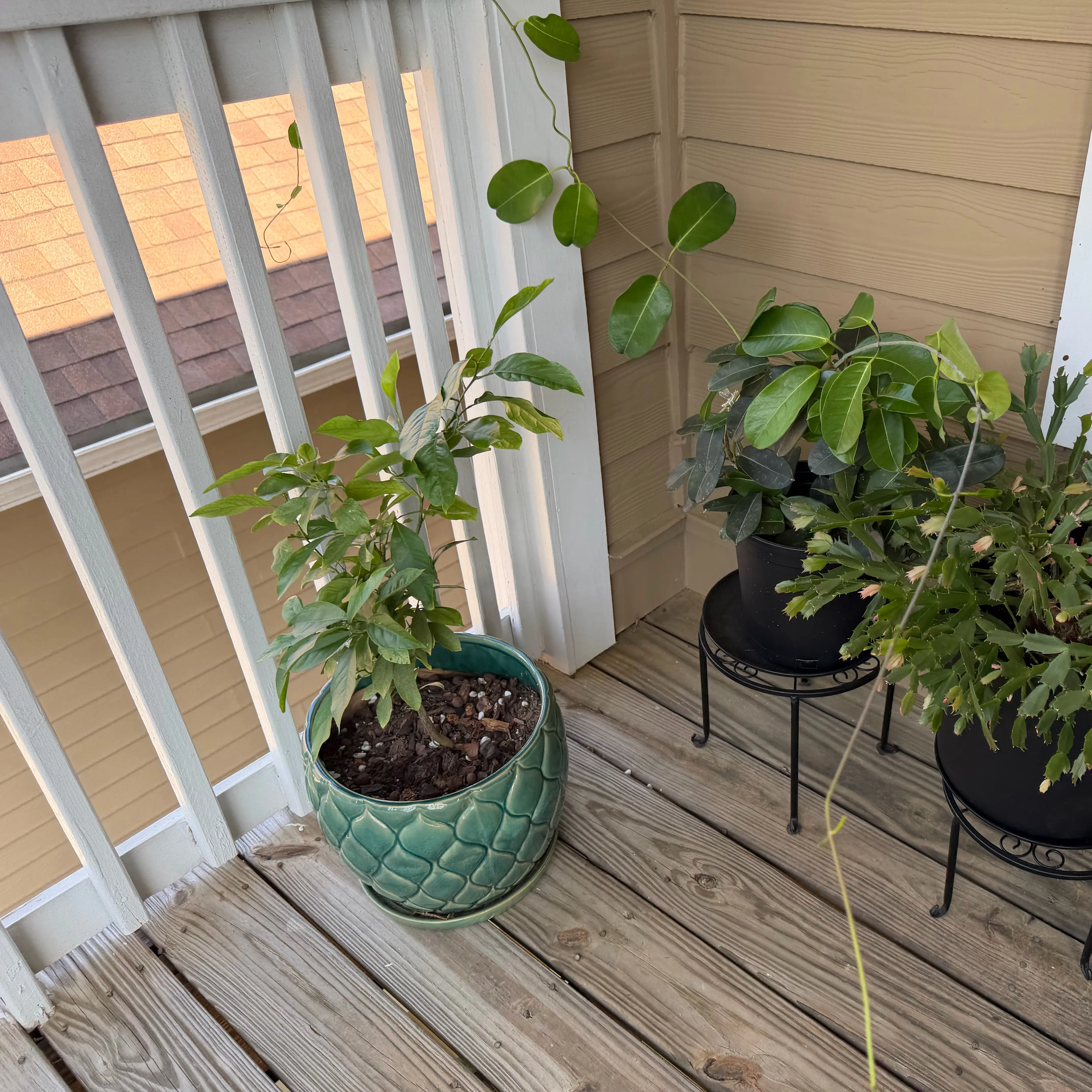Photo of the plant species Lemon by @Aylha named Ky on Greg, the plant care app