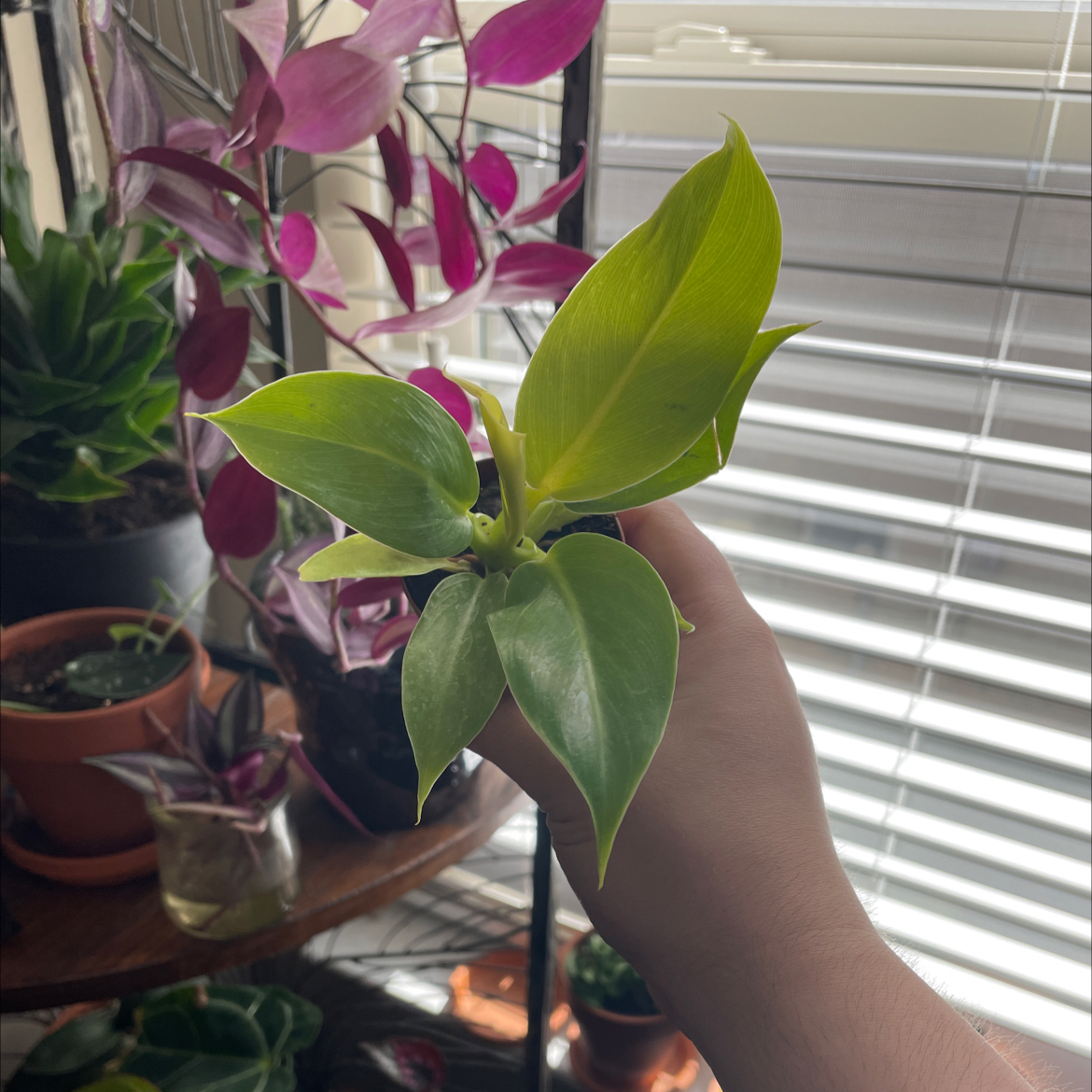 Golden Goddess Philodendron plant held by a hand with other plants in the background.