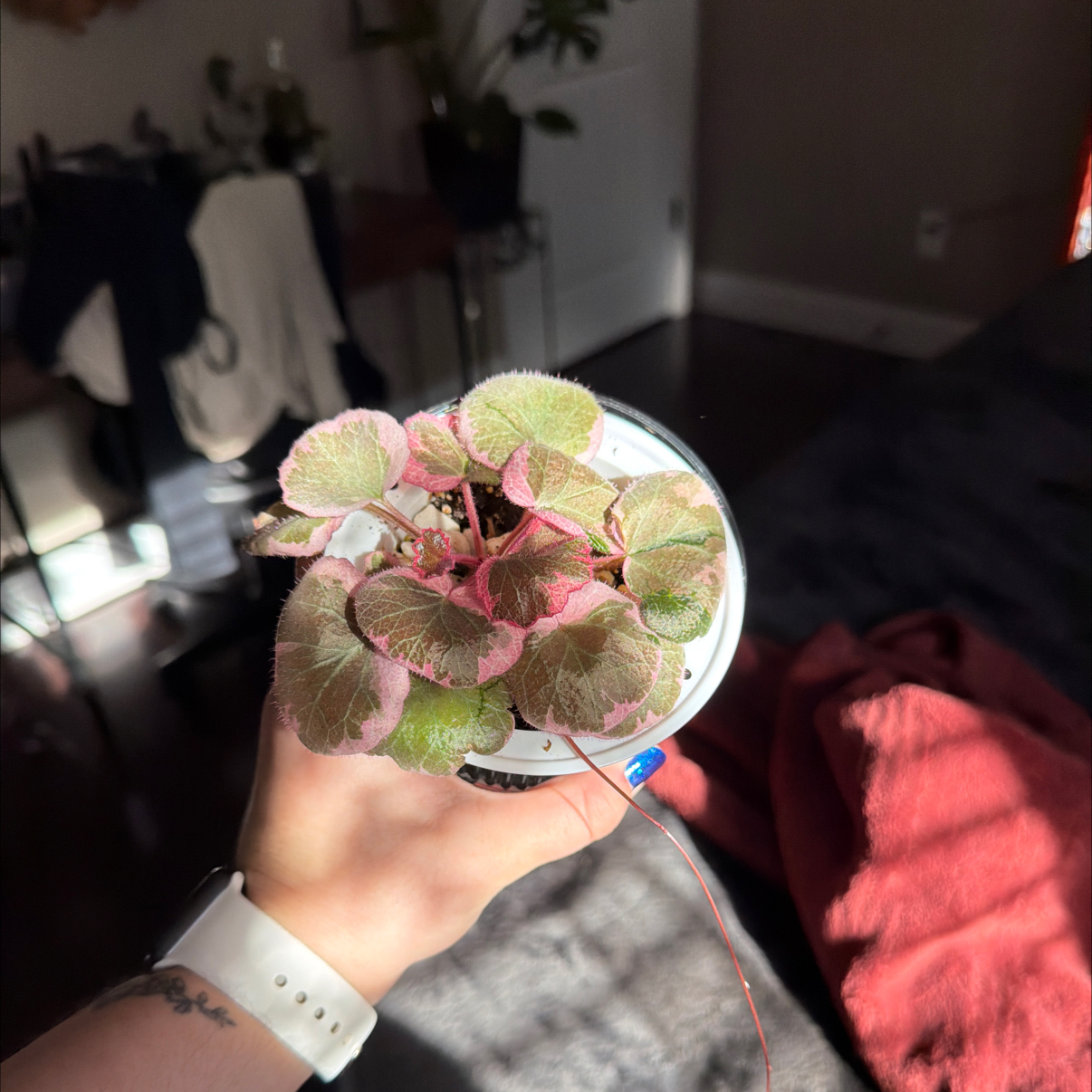 Photo of the plant species strawberry begonia varigated by @Aylha named Hera on Greg, the plant care app