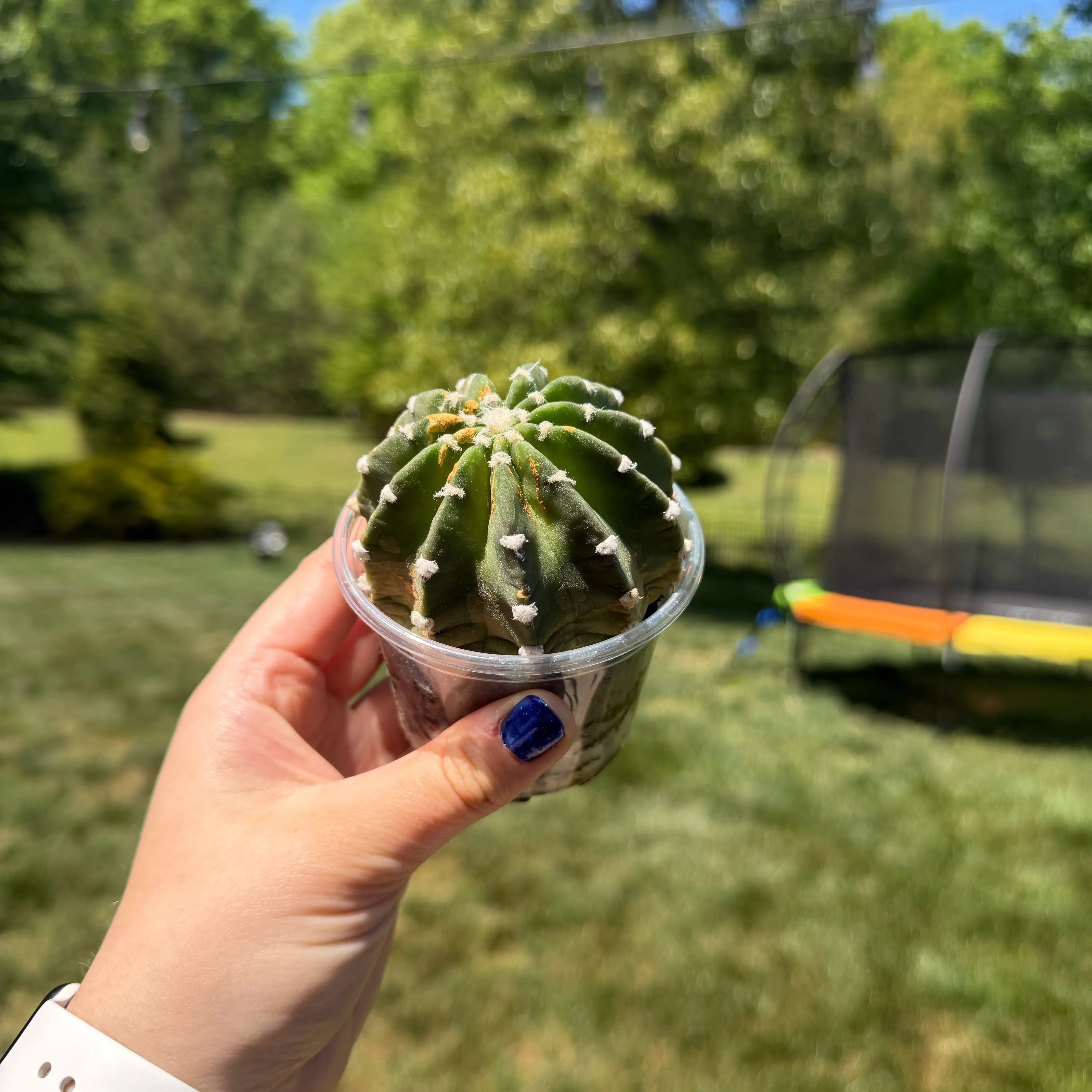 Photo of the plant species Assorted Echinocactus by @Aylha named Mona lisa on Greg, the plant care app