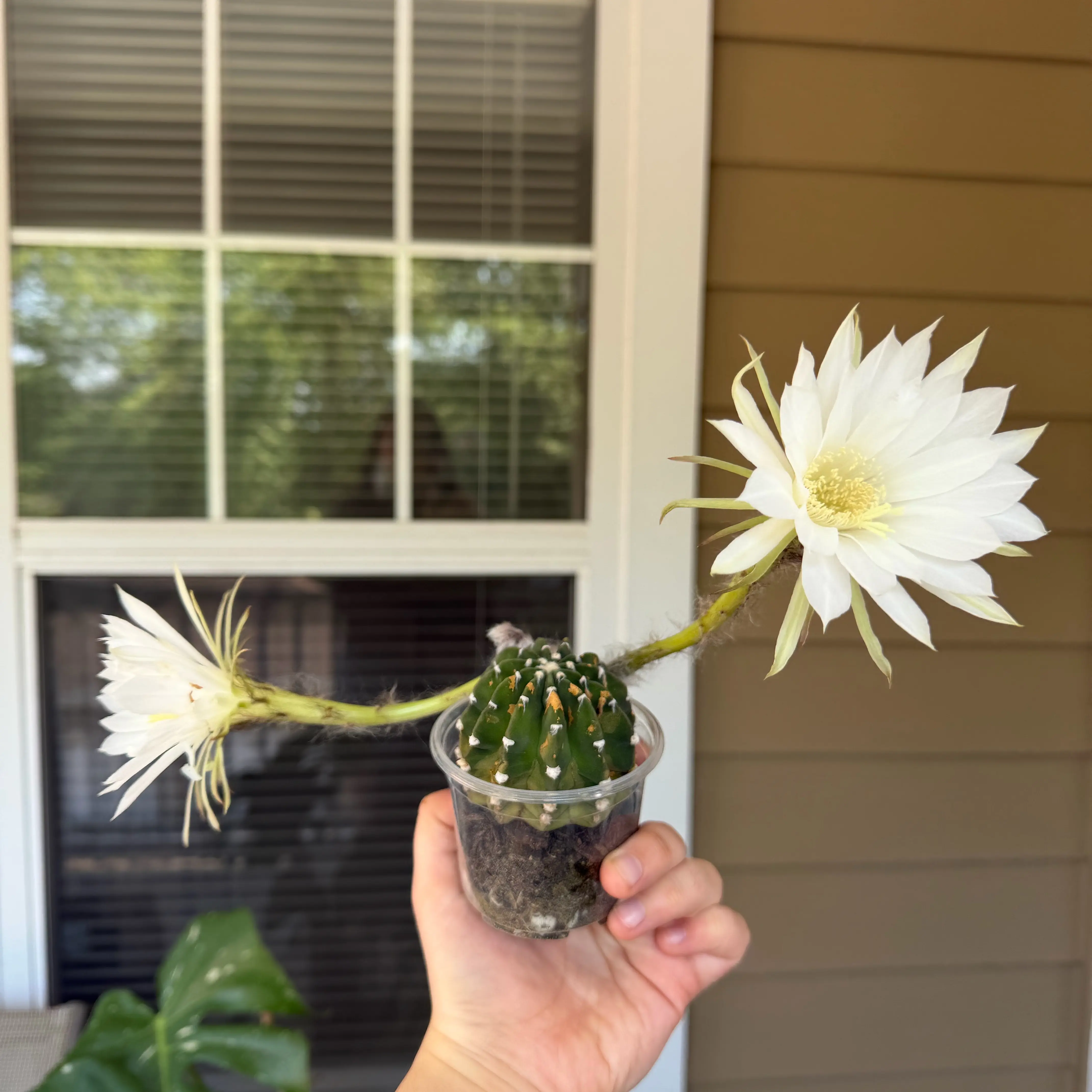 Photo of the plant species Assorted Echinocactus by @Aylha named Mona lisa on Greg, the plant care app