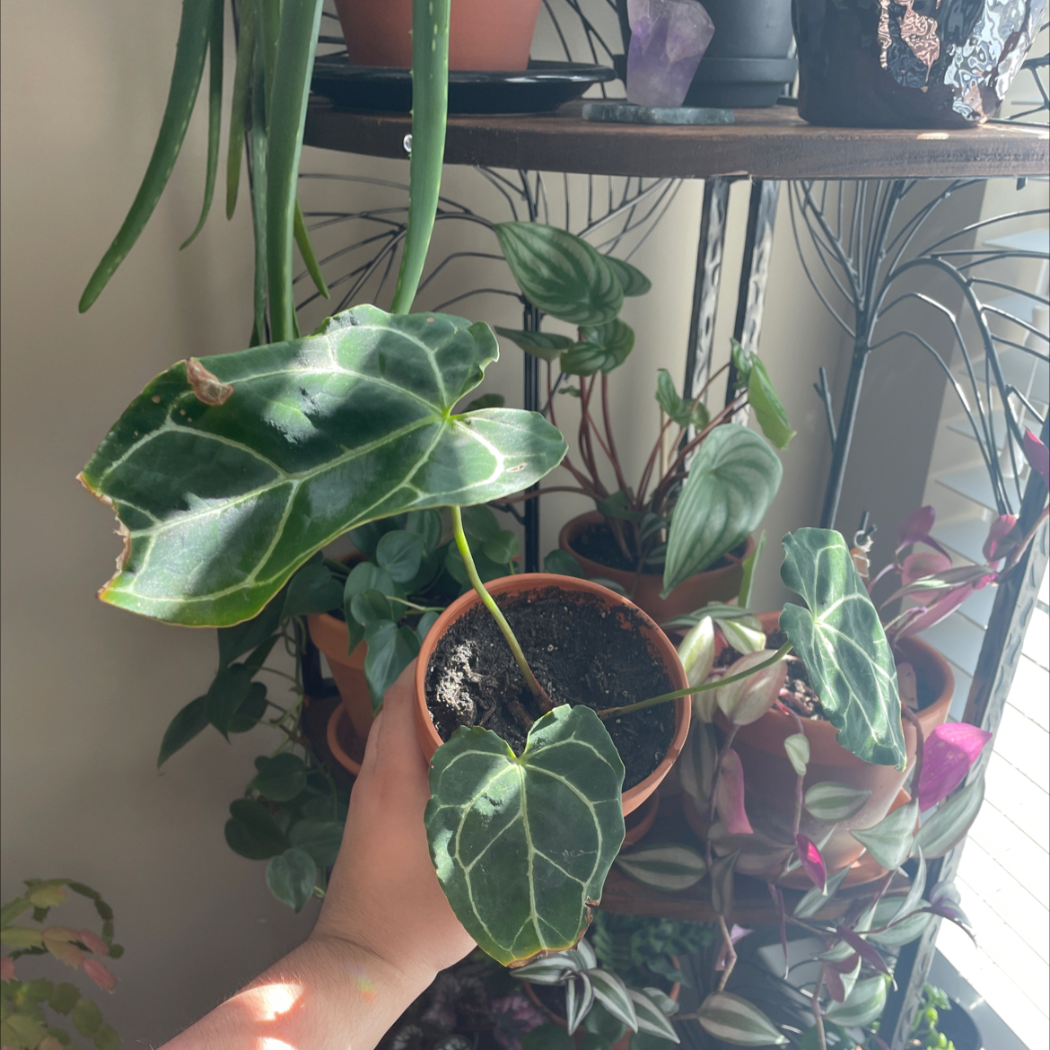 Crystal Anthurium plant with dark green leaves and white veins, held by a hand. Visible soil and other plants in the background.