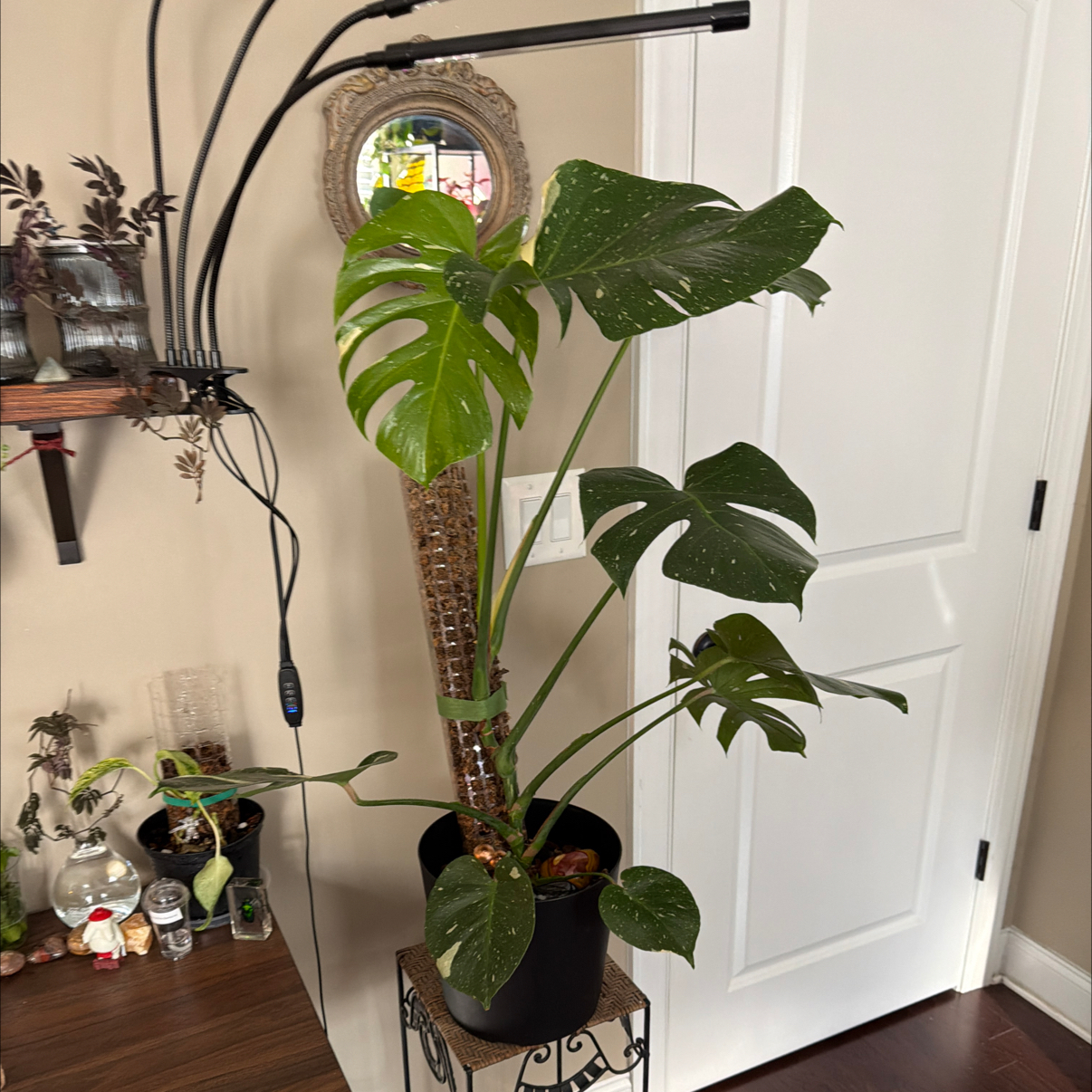 Thai Constellation Monstera plant photo by @Aylha named Chelsea on Greg, the plant care app.