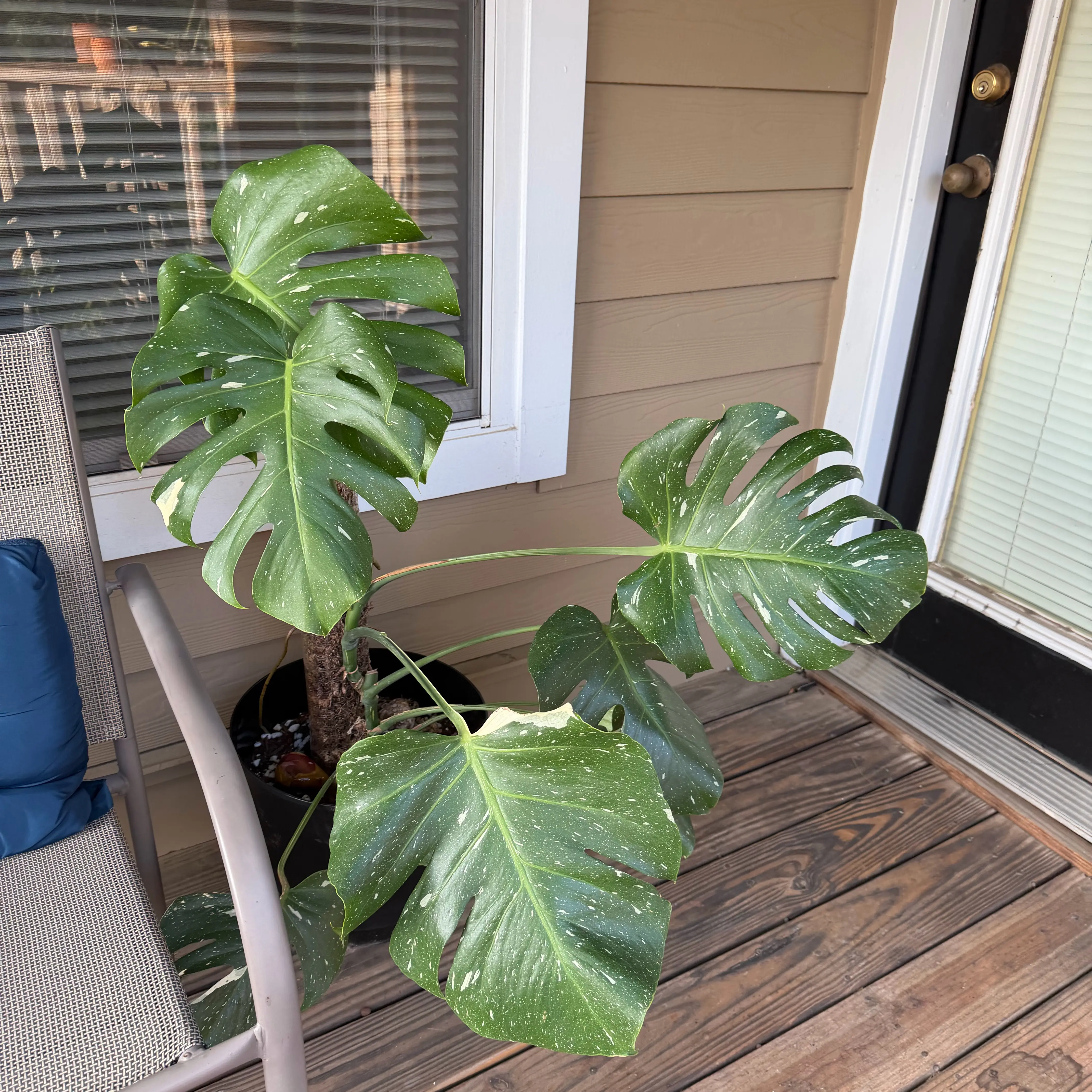 Thai Constellation Monstera plant photo by @Aylha named Chelsea on Greg, the plant care app.