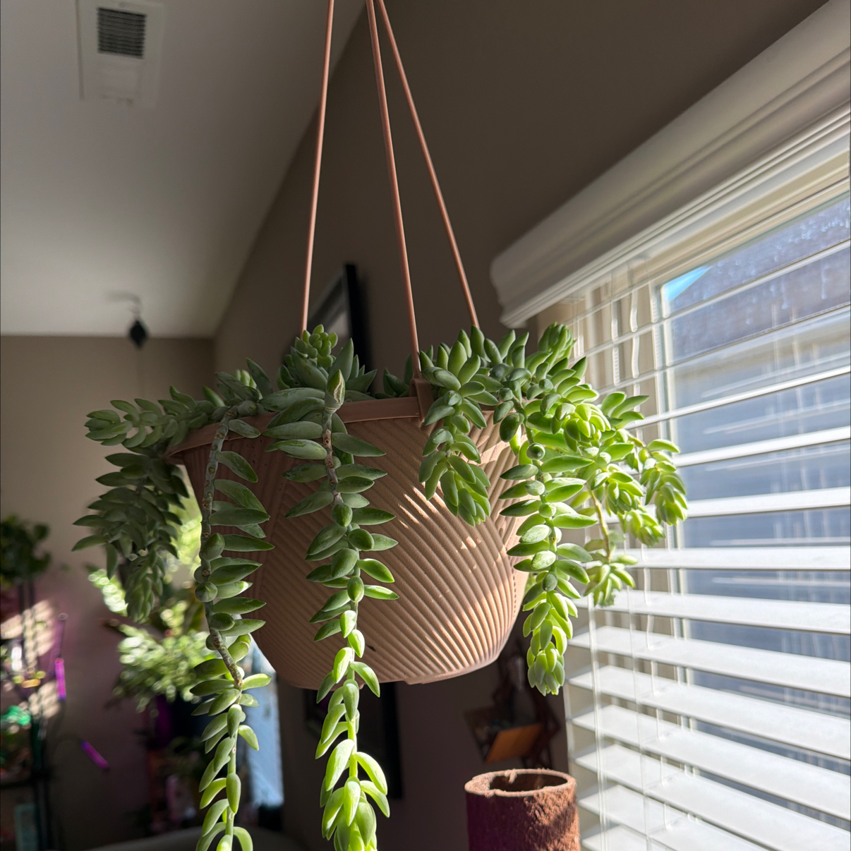 Photo of the plant species Succulent by @Aylha named Pine on Greg, the plant care app
