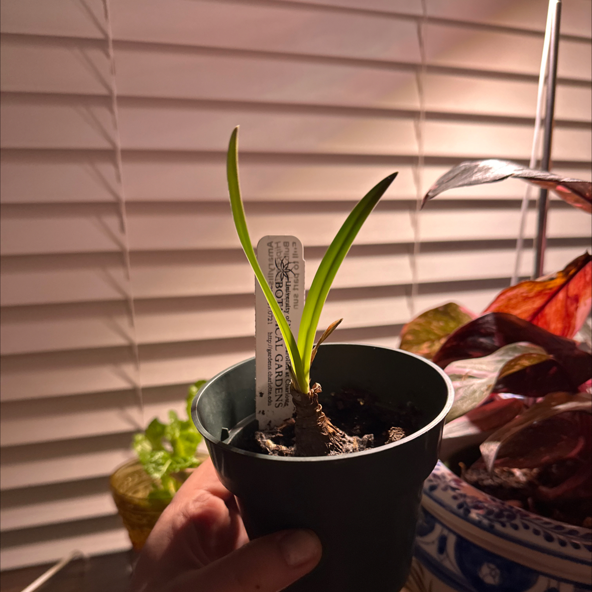 Photo of the plant species Amaryllis by @Aylha named Campbell on Greg, the plant care app