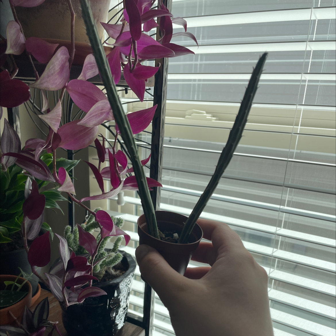 Mistletoe Cactus held by a hand with other plants in the background.