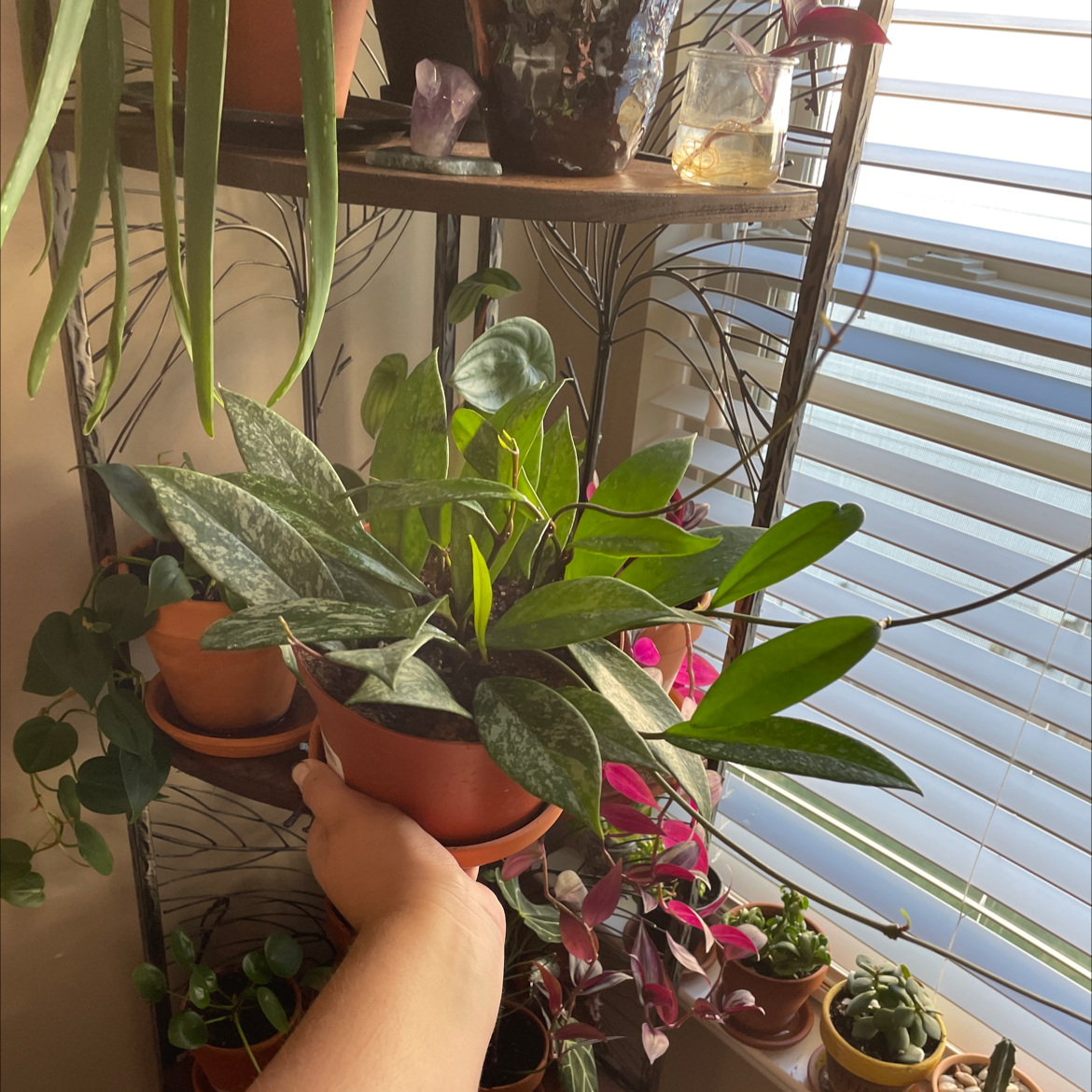 Hoya pubicalyx 'Splash' plant being held, surrounded by other plants on a shelf.