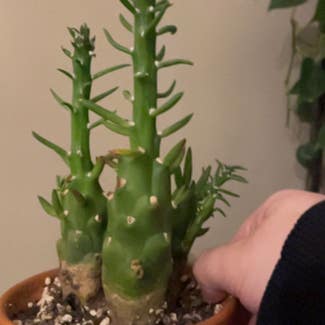 Eve's Needle Cactus plant in Somewhere on Earth
