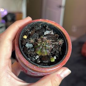 Photo of the plant species Miniature Barrel Cactus by @Aylha named Mando on Greg, the plant care app