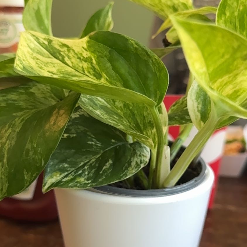 Photo of the plant species Snowy Morning Pothos by @PeachyBlue44 named Navajo on Greg, the plant care app