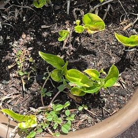 Photo of the plant species Pepper Elder by @FabPlanty87 named Sonora on Greg, the plant care app