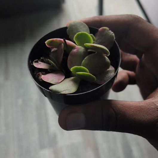 Photo of the plant species Pink Jade by @AliveCosmo13 named Kardashian on Greg, the plant care app