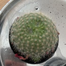 Photo of the plant species Rebutia minuscula by @pedlagaobhidu named Sumo on Greg, the plant care app