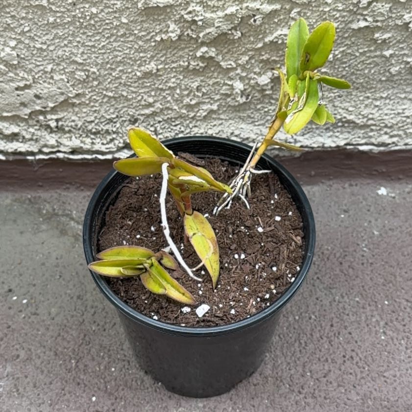 Photo of the plant species Fire Star Orchid by @DannyTheImpaler named Nithin on Greg, the plant care app