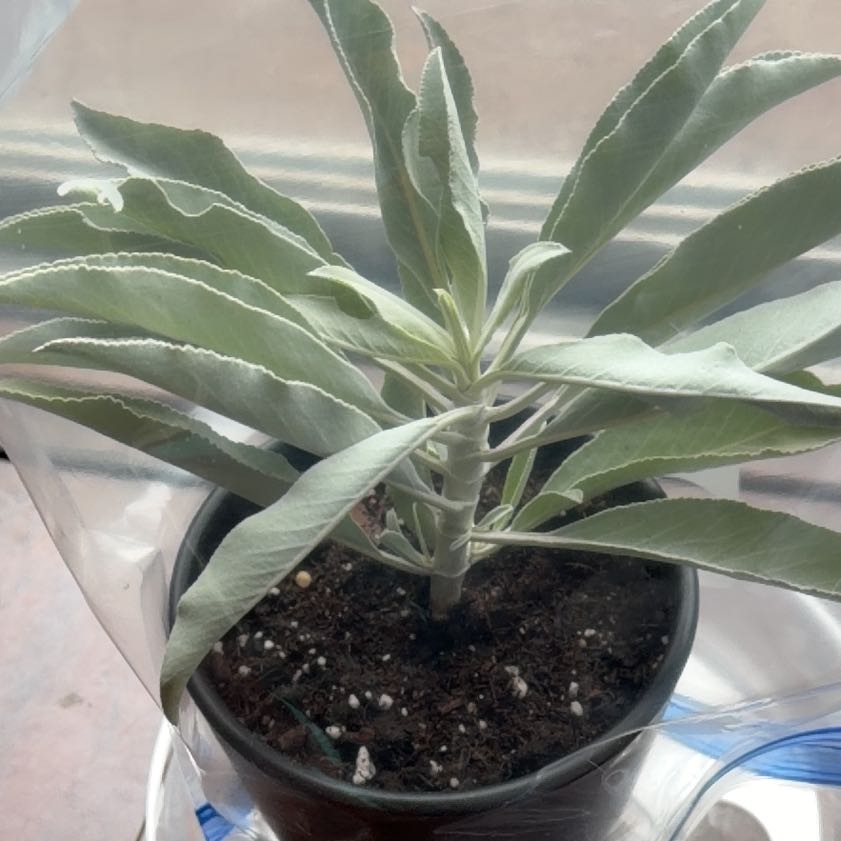 Photo of the plant species Bee Sage by @DannyTheImpaler named Coco on Greg, the plant care app