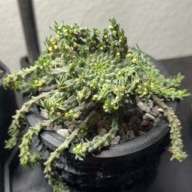 Photo of the plant species Madusa's Head by @DannyTheImpaler named Orwell on Greg, the plant care app