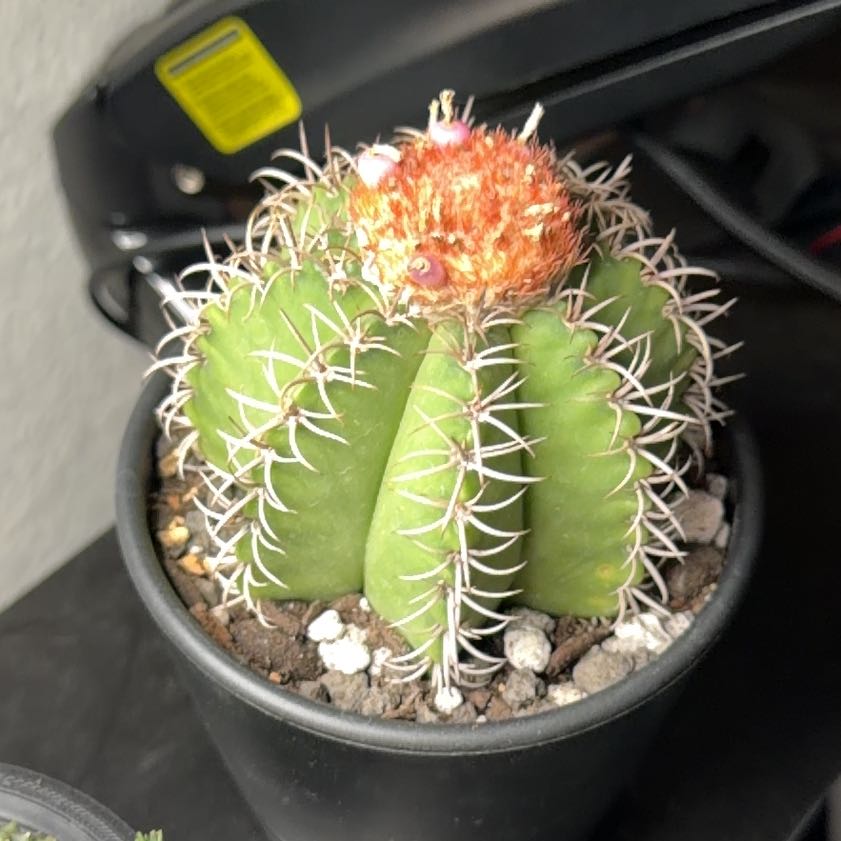 Photo of the plant species Turk's Cap Cactus by @DannyTheImpaler named Sherlock on Greg, the plant care app