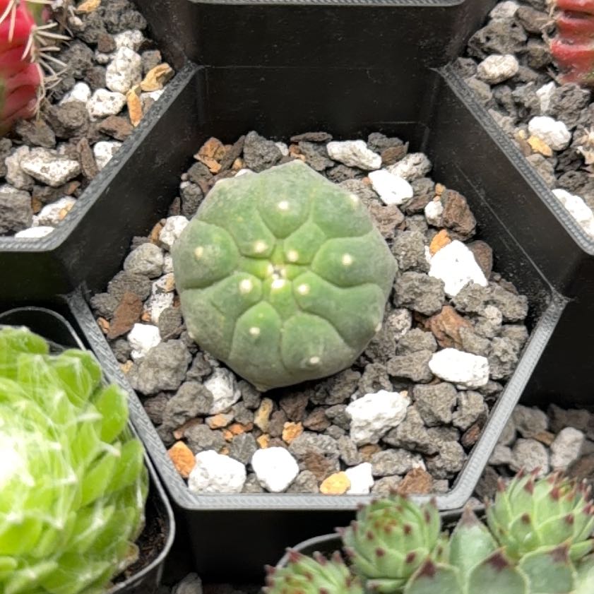 Photo of the plant species Matucana madisoniorum by @DannyTheImpaler named Mando on Greg, the plant care app