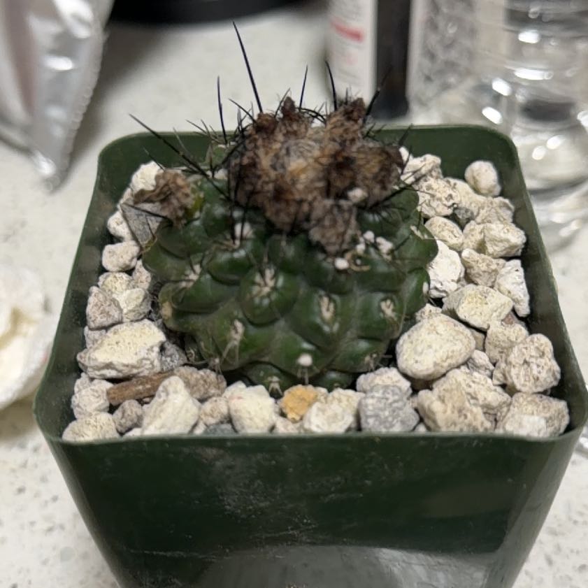 Photo of the plant species Eriosyce vexata by @DannyTheImpaler named Oscar on Greg, the plant care app
