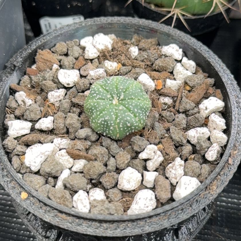 Photo of the plant species Sand Dollar Cactus by @DannyTheImpaler named Robert Plant on Greg, the plant care app