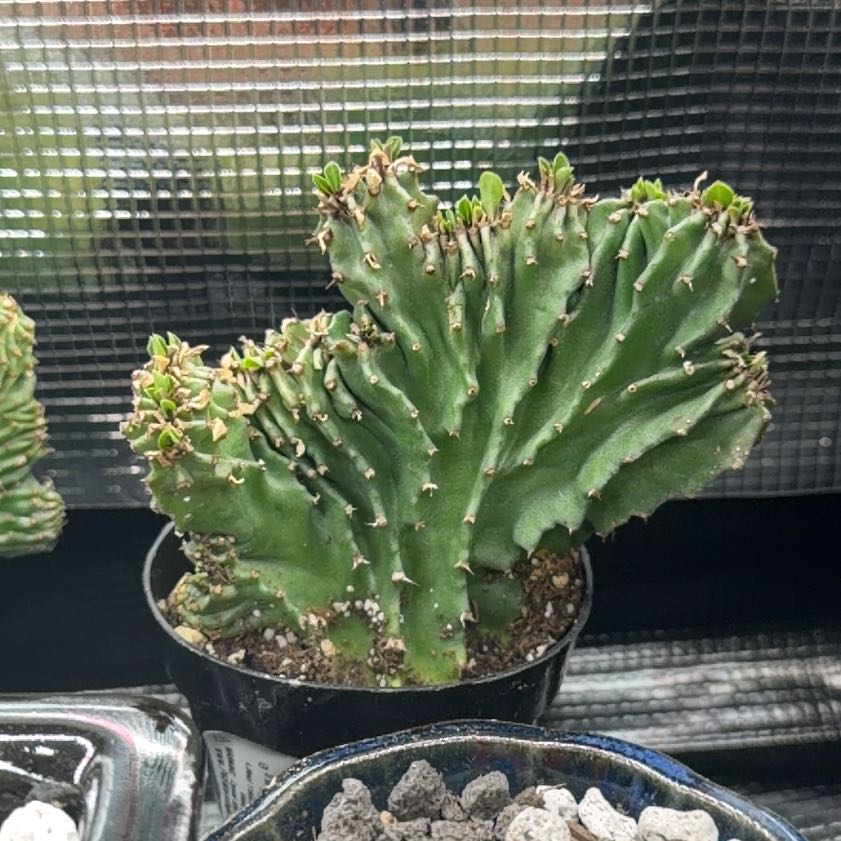 Photo of the plant species Crested African Candelabra by @DannyTheImpaler named Kendall on Greg, the plant care app