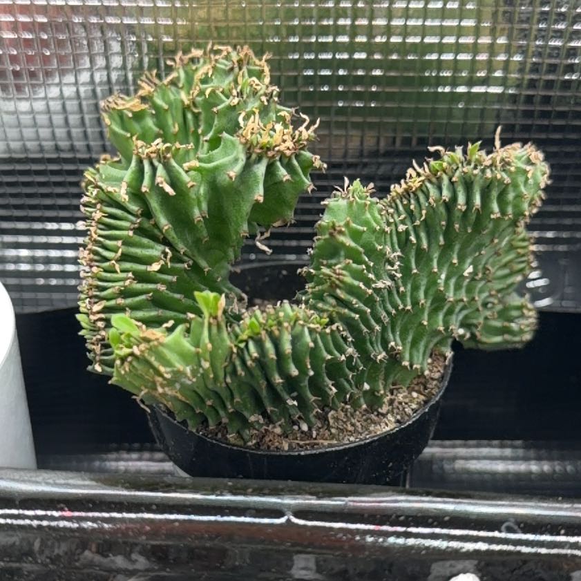 Photo of the plant species Crested African Candelabra by @DannyTheImpaler named Diana on Greg, the plant care app