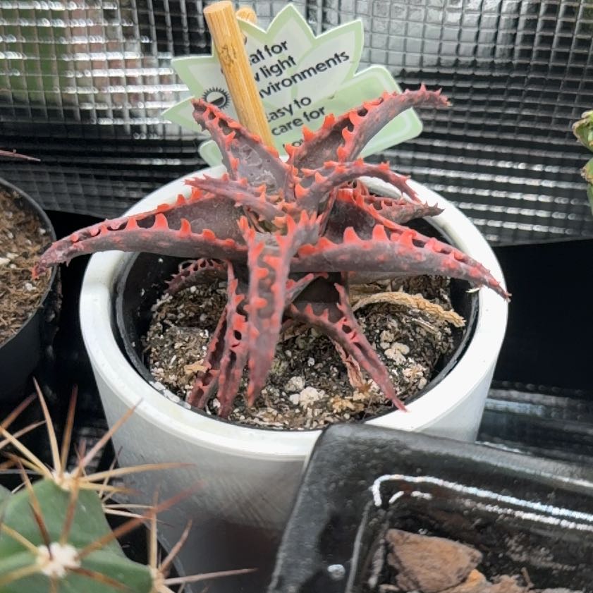 Photo of the plant species Aloe 'Christmas Carol' by @DannyTheImpaler named Apollo on Greg, the plant care app