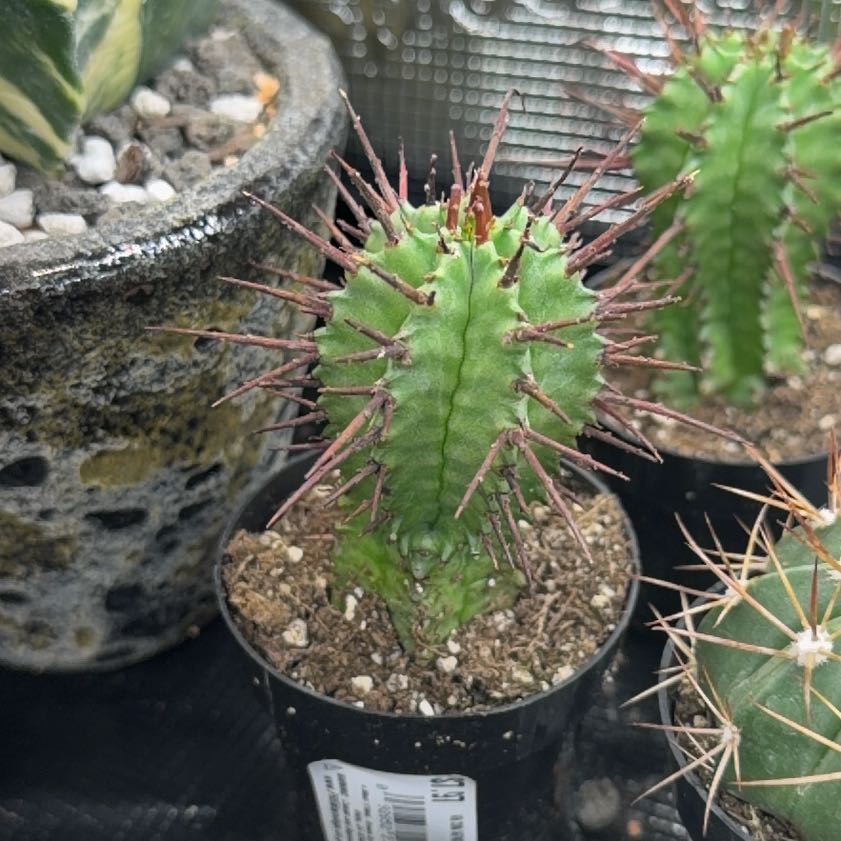 Photo of the plant species Euphorbia enopia by @DannyTheImpaler named Fernie Mercury on Greg, the plant care app