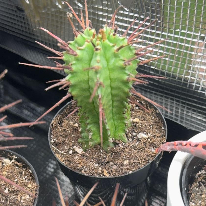 Photo of the plant species Euphorbia enopia by @DannyTheImpaler named Morgan Treeman on Greg, the plant care app