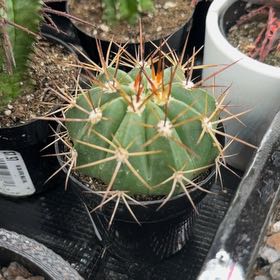 Photo of the plant species Melocactus azureus by @DannyTheImpaler named Tolkien on Greg, the plant care app