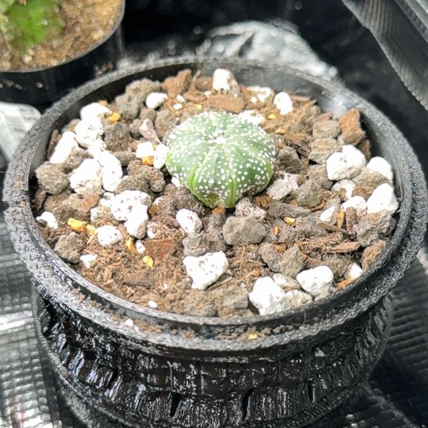 Photo of the plant species Sand Dollar Cactus by @DannyTheImpaler named LiloStitch on Greg, the plant care app