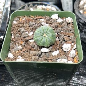 Photo of the plant species Sand Dollar Cactus by @DannyTheImpaler named Gates on Greg, the plant care app