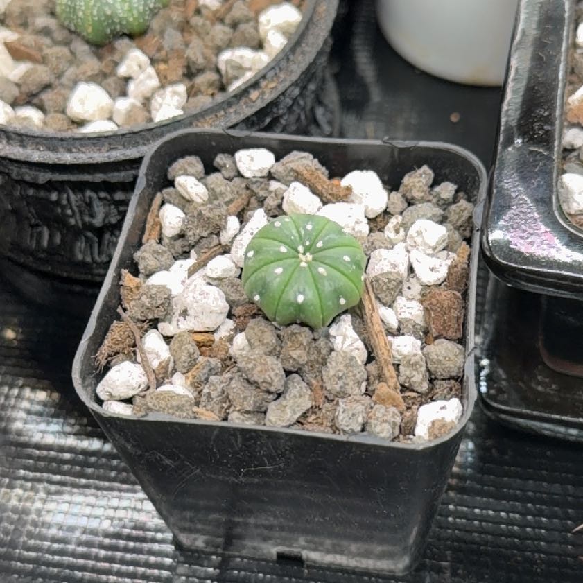 Photo of the plant species Sand Dollar Cactus by @DannyTheImpaler named Keanu Leaves on Greg, the plant care app