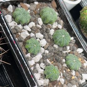 Photo of the plant species Sand Dollar Cactus by @DannyTheImpaler named Terra on Greg, the plant care app