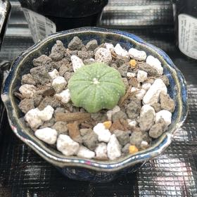 Photo of the plant species Sand Dollar Cactus by @DannyTheImpaler named Rosa on Greg, the plant care app