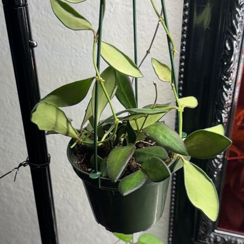 Photo of the plant species Hoya 'Burtoniae' by @DannyTheImpaler named Gates on Greg, the plant care app