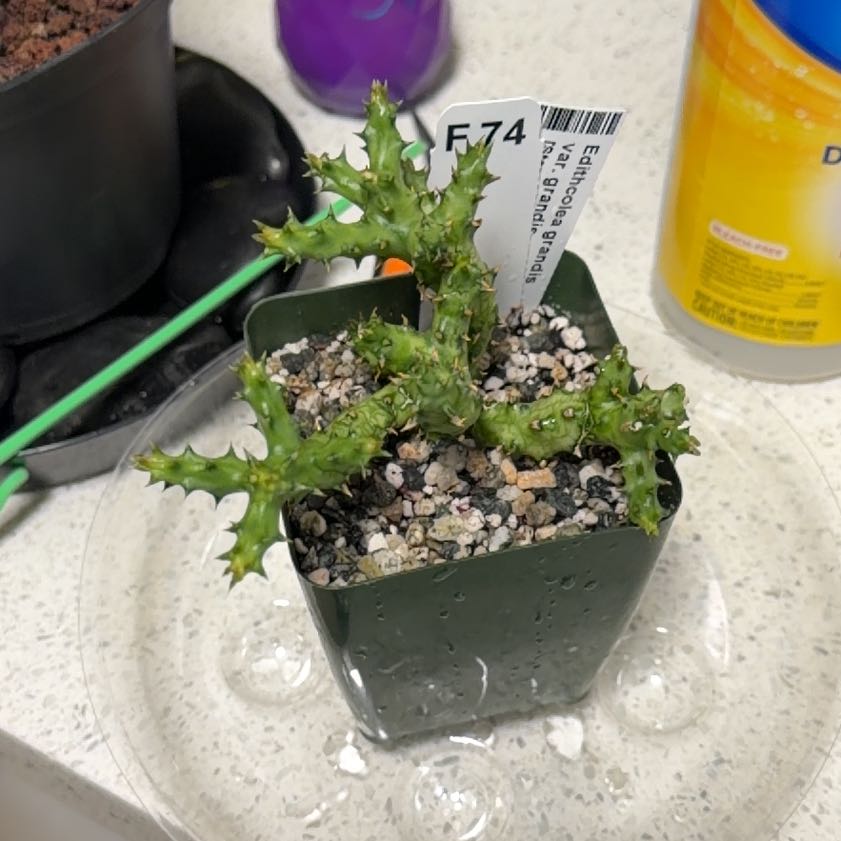 Photo of the plant species Persian Carpet Flower by @DannyTheImpaler named Dax on Greg, the plant care app