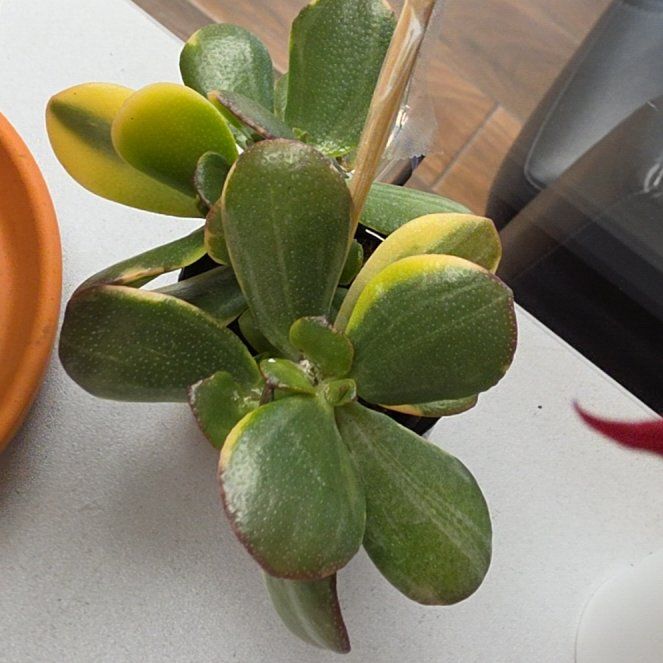 Photo of the plant species Thuja 'Lemon N Lime' by @GymnasticCorn39 named Zion on Greg, the plant care app