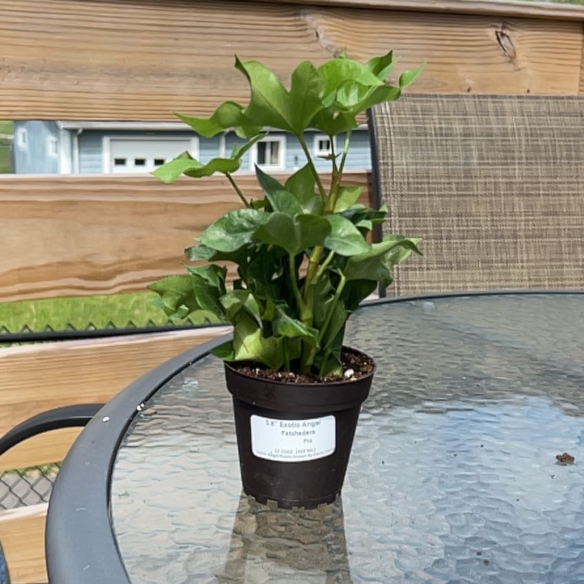 Photo of the plant species Pia Tree Ivy by @DisarmingFlax9 named Pia on Greg, the plant care app