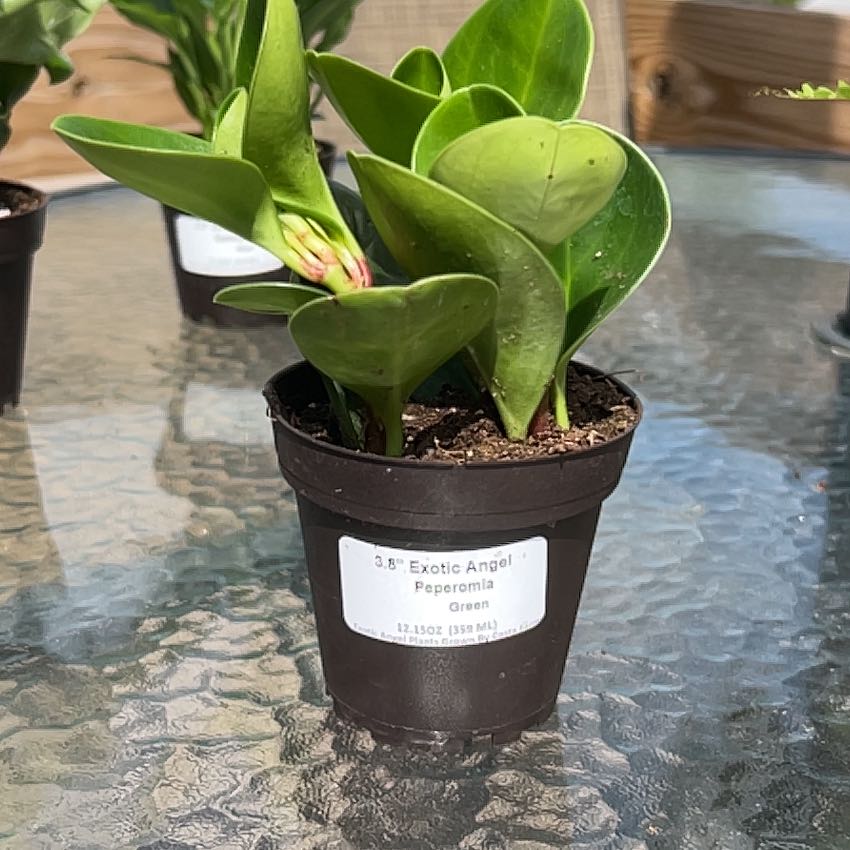 Photo of the plant species green peperomia by @DisarmingFlax9 named Peperomia on Greg, the plant care app