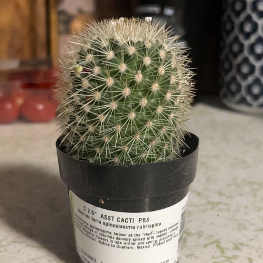 Photo of the plant species Mammillaria spinosissma f. rubrispina by @DisarmingFlax9 named Terra on Greg, the plant care app