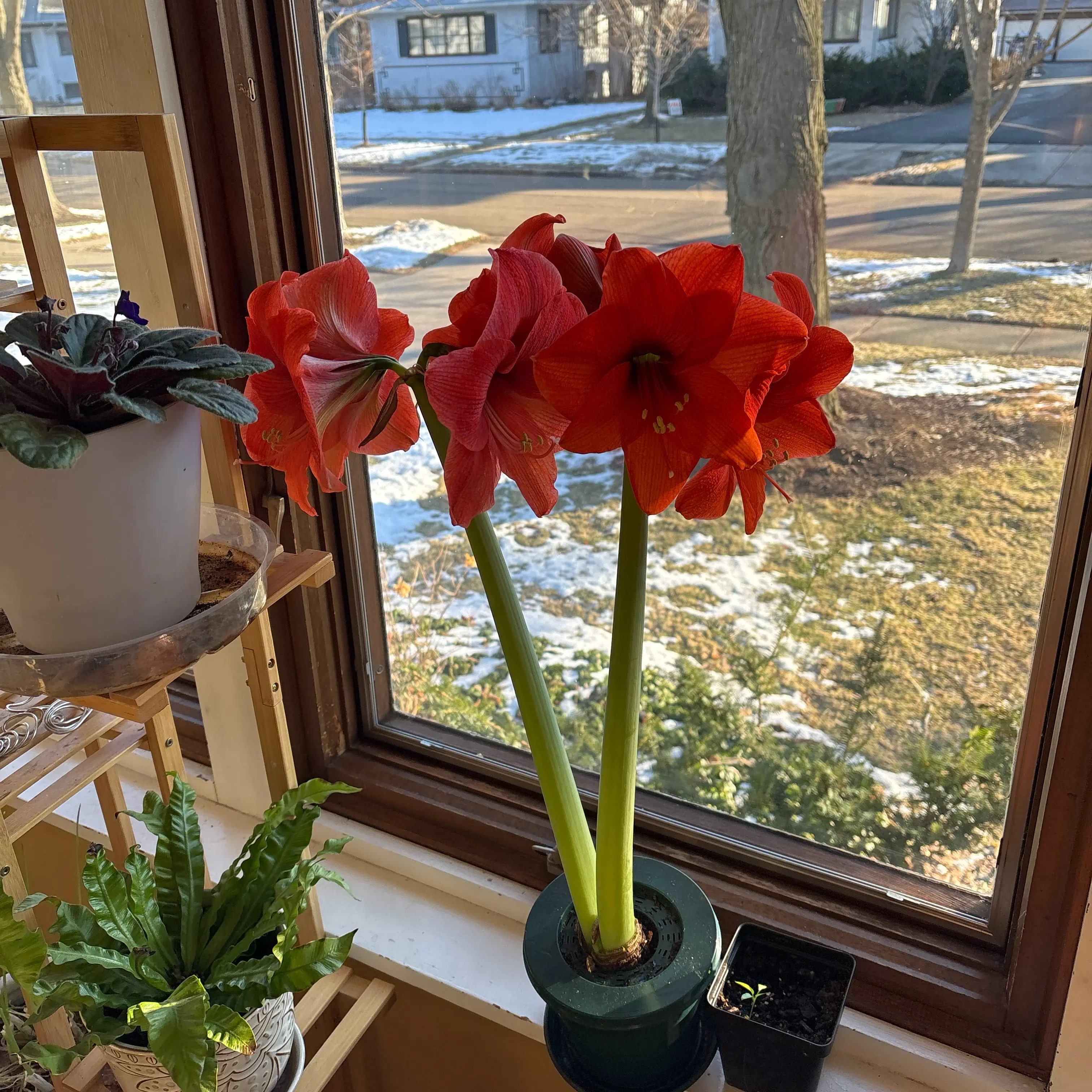 Photo of the plant species Amaryllis by @KTplantmama named Amara on Greg, the plant care app