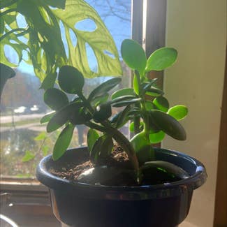 Jade plant in River Forest, Illinois