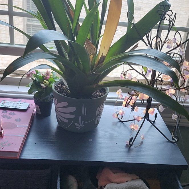 Photo of the plant species bromilad by @DirectLichen34 named Keanu Leaves on Greg, the plant care app