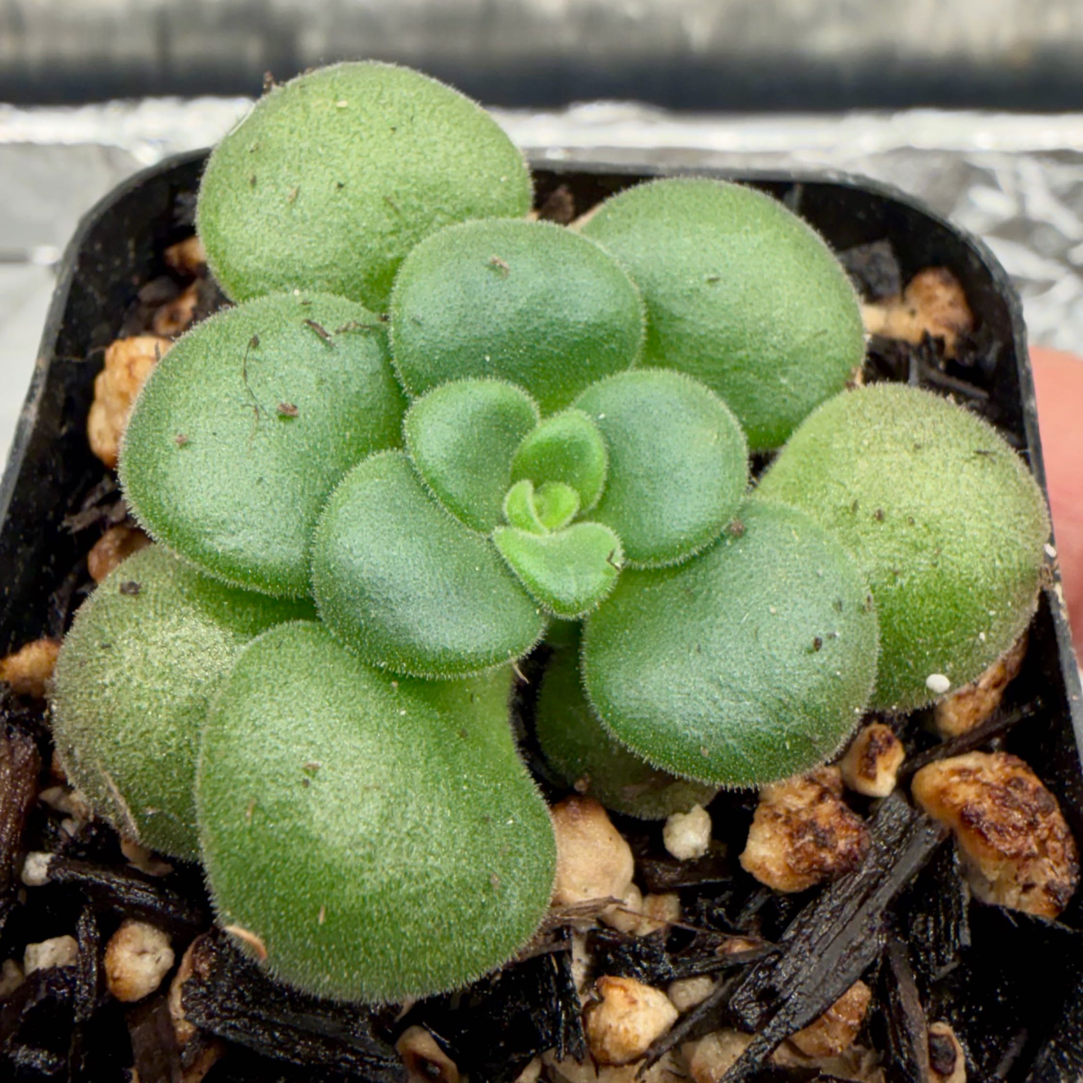 Photo of the plant species Aeonium lindleyi by @ZippySandcarpet named Aeonium lindleyi var lindleyi on Greg, the plant care app